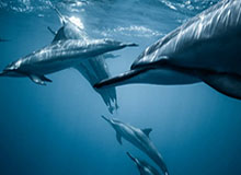 九游中心-迪巴拉饱受质疑却不该放弃 "神奇小子"依然重要